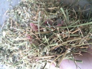 Dây khổ qua rừng điều trị ung thư,chữa bệnh tiểu đường,gout hiệu quả.