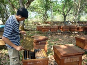 Mật ong nguyên chất Dắk Lắk, BMT