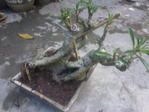 Cây sứ thái đẹp độc đáo
