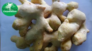 Bán gừng giống số lượng lớn