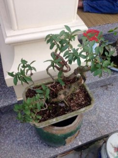 Bán cây ôi tầu quái