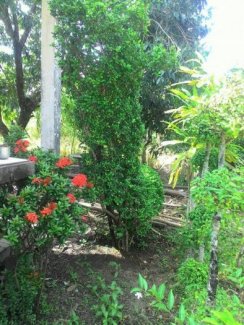 Cần bán 2 cây mai trắng 17 năm,2 cây chùm rụm 16 năm,tạo hình hưu cao cổ,nai