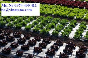 Màng phủ nông nghiệp, màng HDPE, màng lót hồ thủy sản