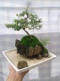 Giao lưu tiểu cảnh bon sai mini đón têt