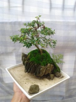 Giao lưu tiểu cảnh bon sai mini đón têt