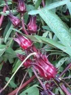 Sỉ atiso đỏ tươi (hibiscus bụp giấm)