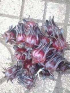 Sỉ atiso đỏ tươi (hibiscus bụp giấm)