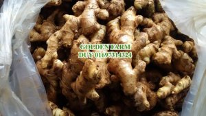 Gừng tươi, gừng giống chất lượng cao