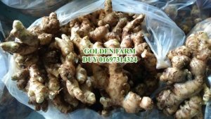 Gừng tươi, gừng giống chất lượng cao