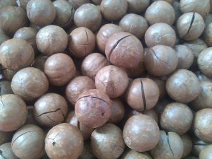 Hạt dinh dưỡng