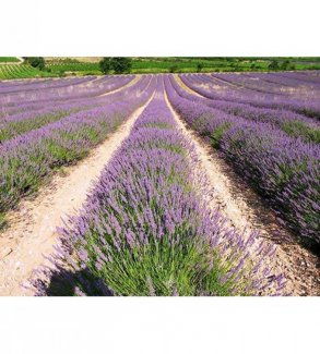 Hạt Giống Hoa Oải Hương (Lavender, Lavandula Angustifolia)