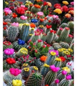 Hạt Giống Cây Xương Rồng (Cactus)