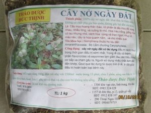 Cây nở ngày đất