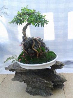 Giao lưu tiểu cảnh bonsai linh sam ôm đá đẹp đón tết