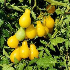 Hạt Giống cà chua Lê Vàng, Đỏ nhập khẩu từ Nga