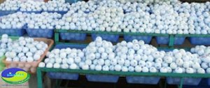 Bên cạnh đó chúng tôi còn cung cấp laoij bong golf cũ,tỷ lệ mới 70% phù hợp với mọi túi tiền,hãy lien hệ với chúng tôi để được nhiều ưu đãi nhất.