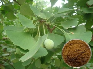 Ginkgo Biloba