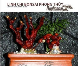 Chậu cảnh bon sai linh chi