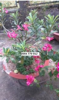 Cặp sứ, cặp mai vàng,cặp cây sanh,cặp sung