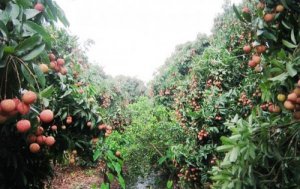 Bán Trang Trại 6000M2 Sổ Đỏ Chính Chủ 400m Thổ Cư Tại Yên Thế Bắc Giang