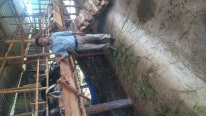 Cung cấp dê thịt, dê giống, giống cỏ chăn nuôi