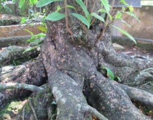 Mai vàng cổ thụ