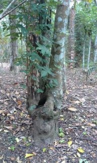 Gốc khế kiểng và gốc mai vàng