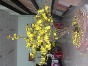 Mua bán cho thuê cây mai vàng trưng tết
