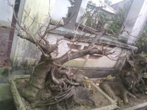 Cây lộc vừng