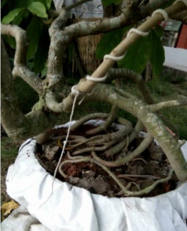 Cây lộc vừng