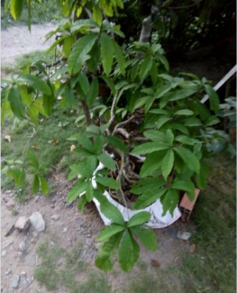 Cây lộc vừng