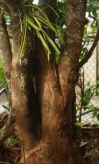 Cây lộc vừng