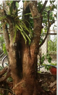 Cây lộc vừng