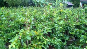 Cung cấp hoa Tết - Vườn mai Hoa Công
