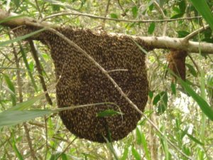 Bán Mật Ong Rừng Tây Bắc nguyên chất