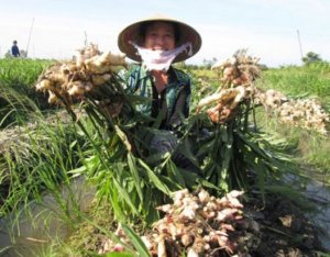Giống Gừng Trâu