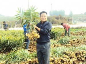 Giống Gừng Trâu
