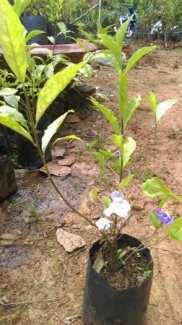Hoa Lài Nhật