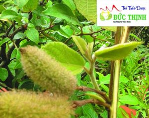 Cây an xoa chữa bệnh