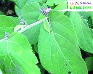 Cây an xoa chữa bệnh