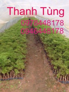 Trung Tâm Giống Cây Trồng Dược Liệu
