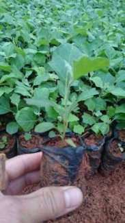 Trung Tâm Giống Cây Trồng Dược Liệu
