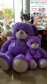 Gấu Teddy Tím