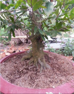 Cần bán cây Mai vàng đẹp giá rẻ
