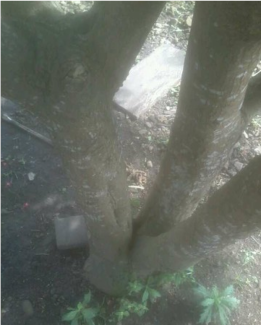 Cây lộc vừng, lộc trời