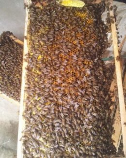 Bán Mật ong rừng - Sữa ong chúa tươi - Cam kết nguyên chất - Sỉ Lẻ