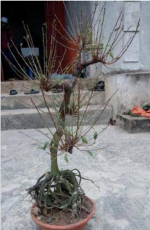 Cây mai trắng ngày tết