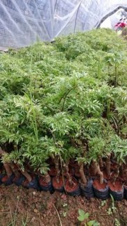 Giống Cây Dược Liệu Đinh Lăng