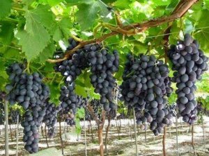 Nho đen không hạt Autumn Royal - Bán Nho Mỹ