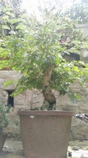 Kiều hùng bonsai